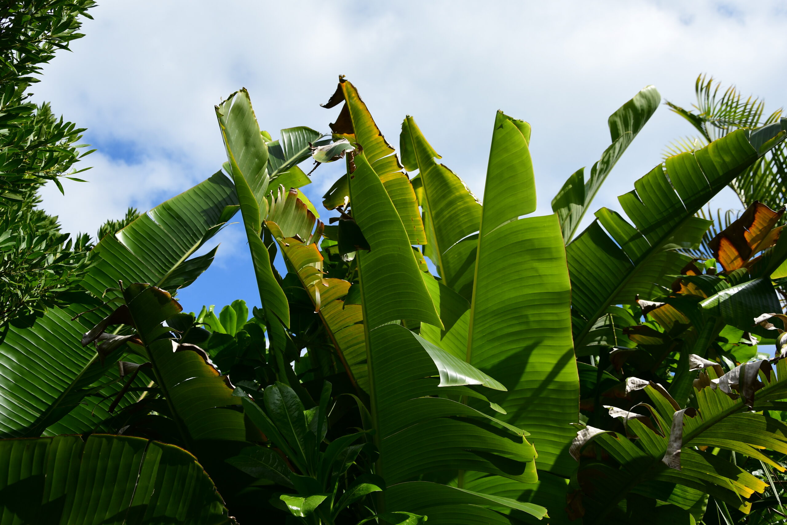 LIBERTY ACCESSORIES - 画像 (4)